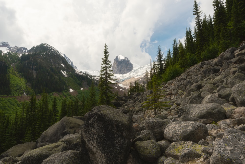 green pine trees on rocky mountain during daytime