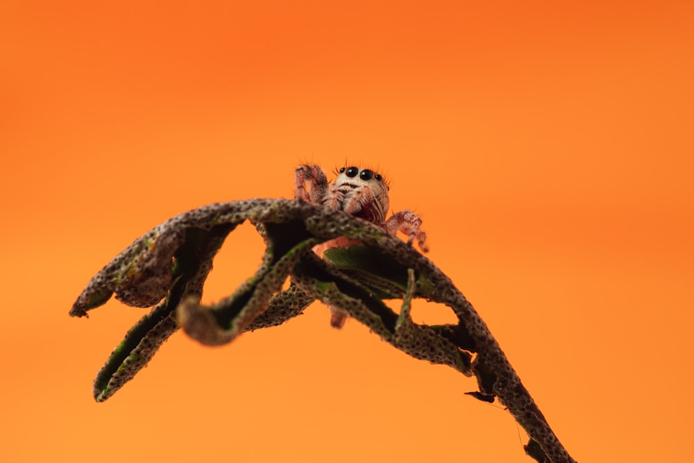 brown and black rope in close up photography