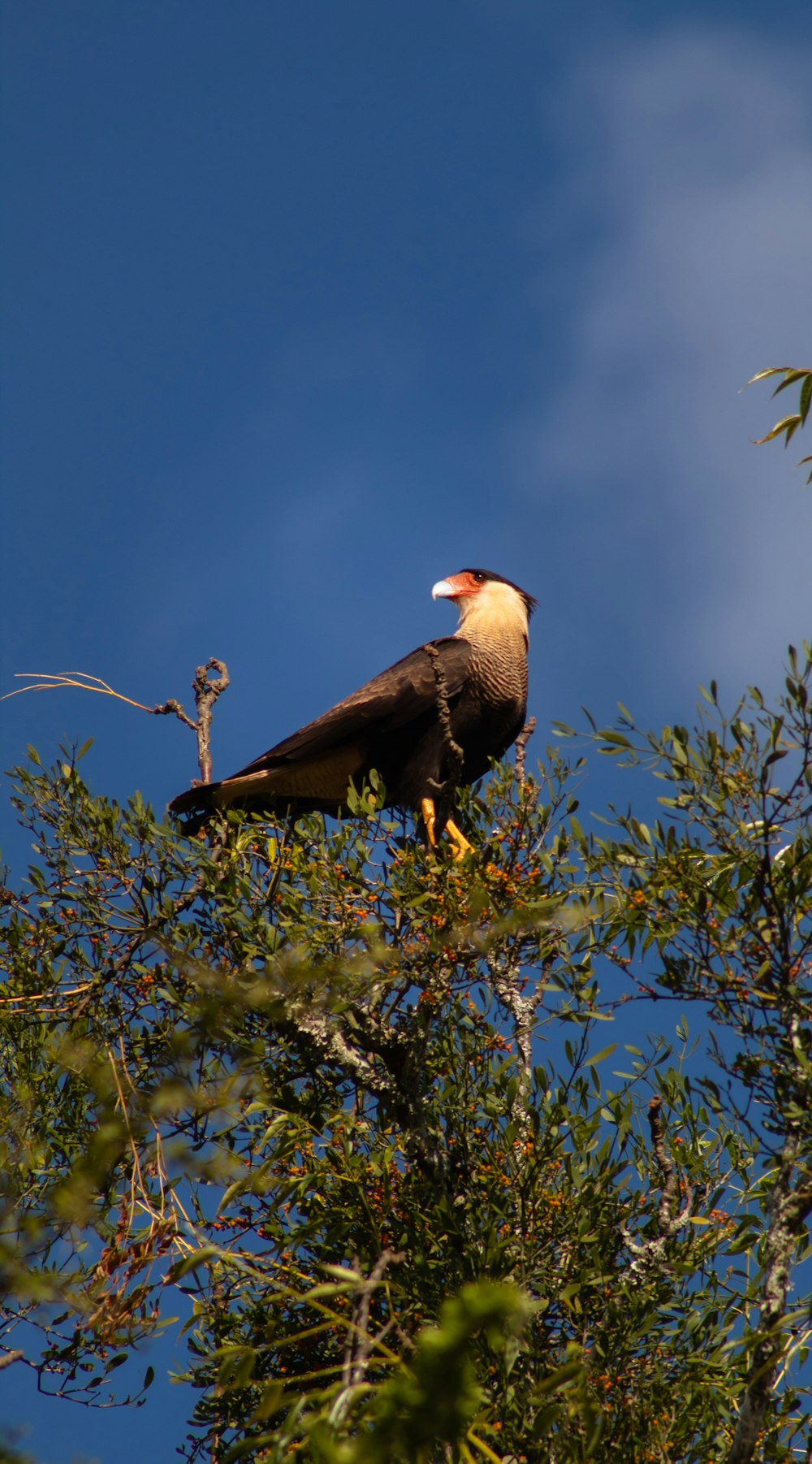 pájaro marrón y blanco en la rama de un árbol