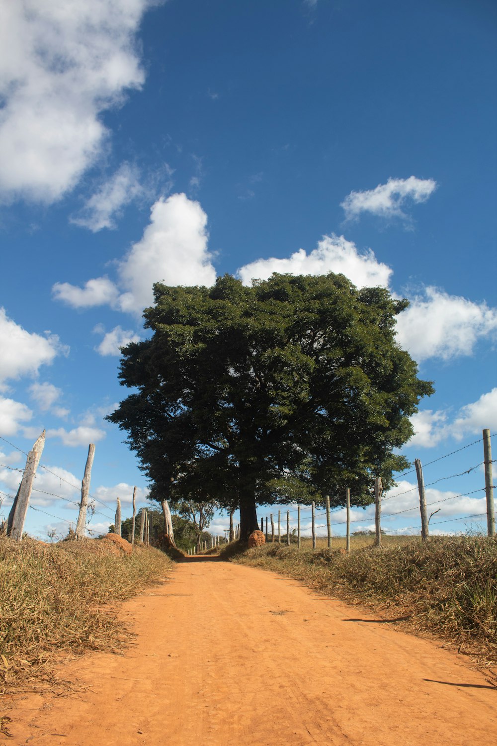 grüner Baum auf braunem Feld unter blauem Himmel tagsüber