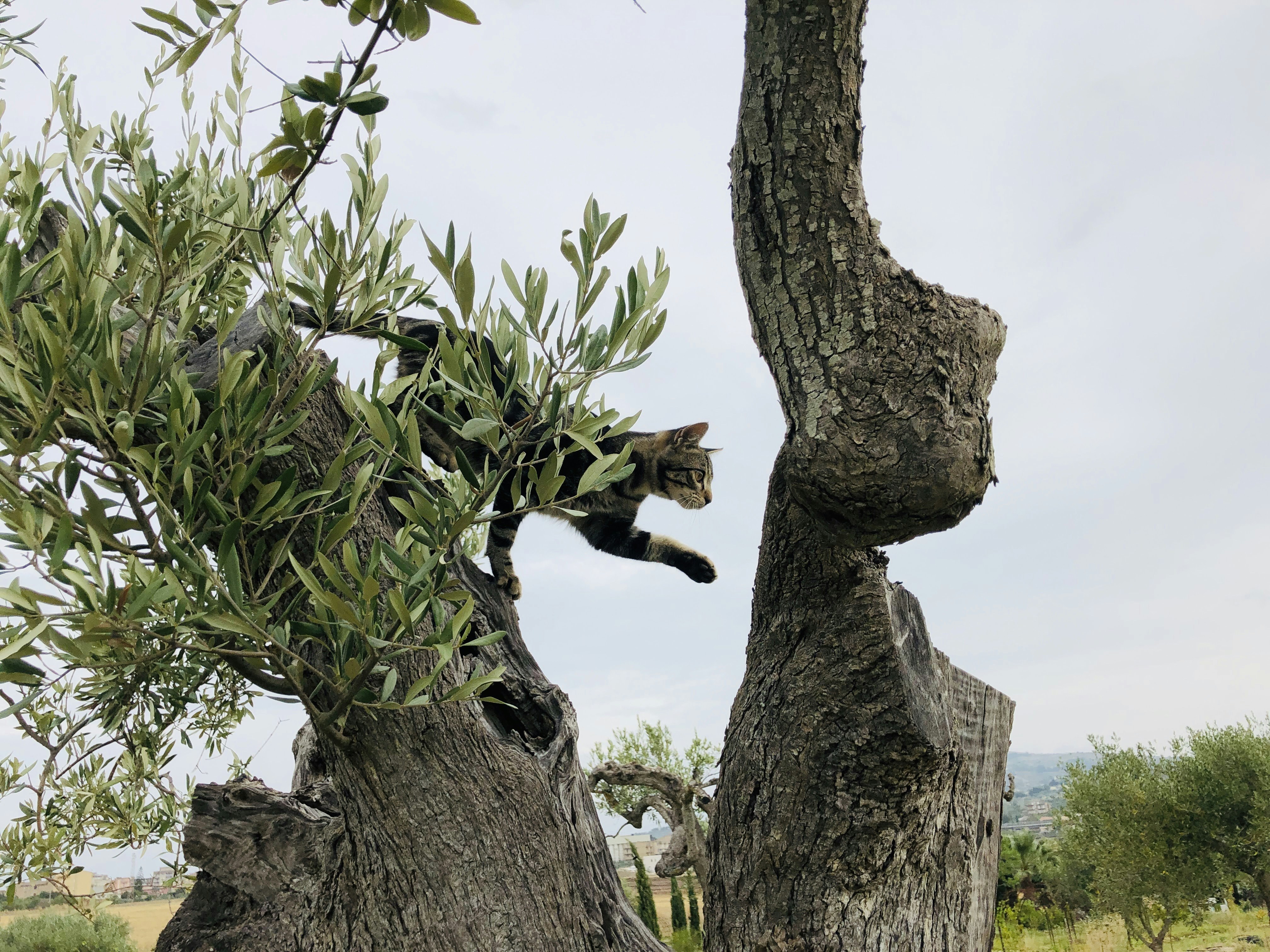 Définition de olivète Dictionnaire français
