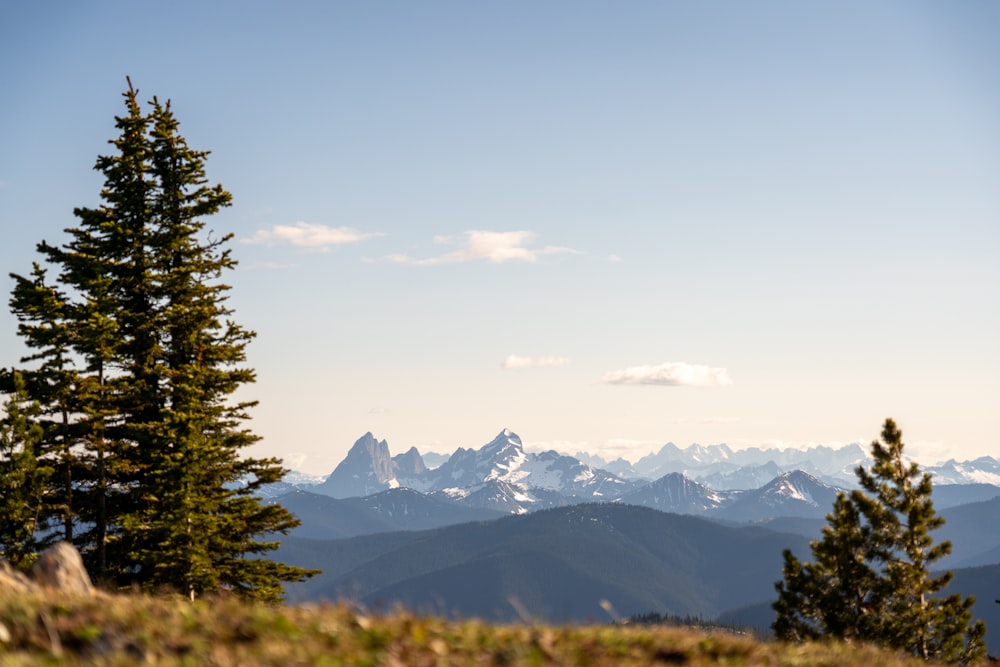 green pine tree near mountain during daytime