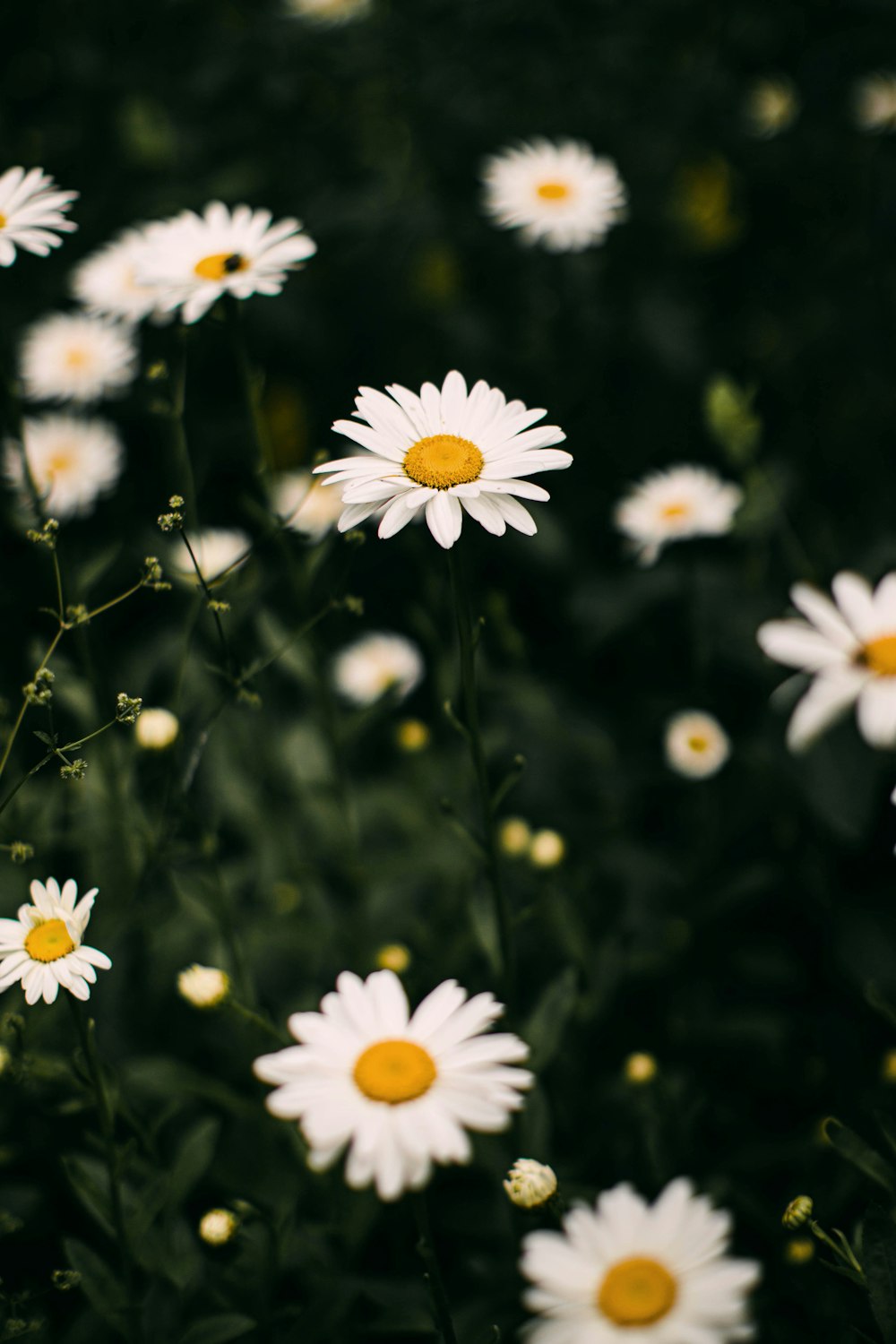 white daisies in bloom during daytime