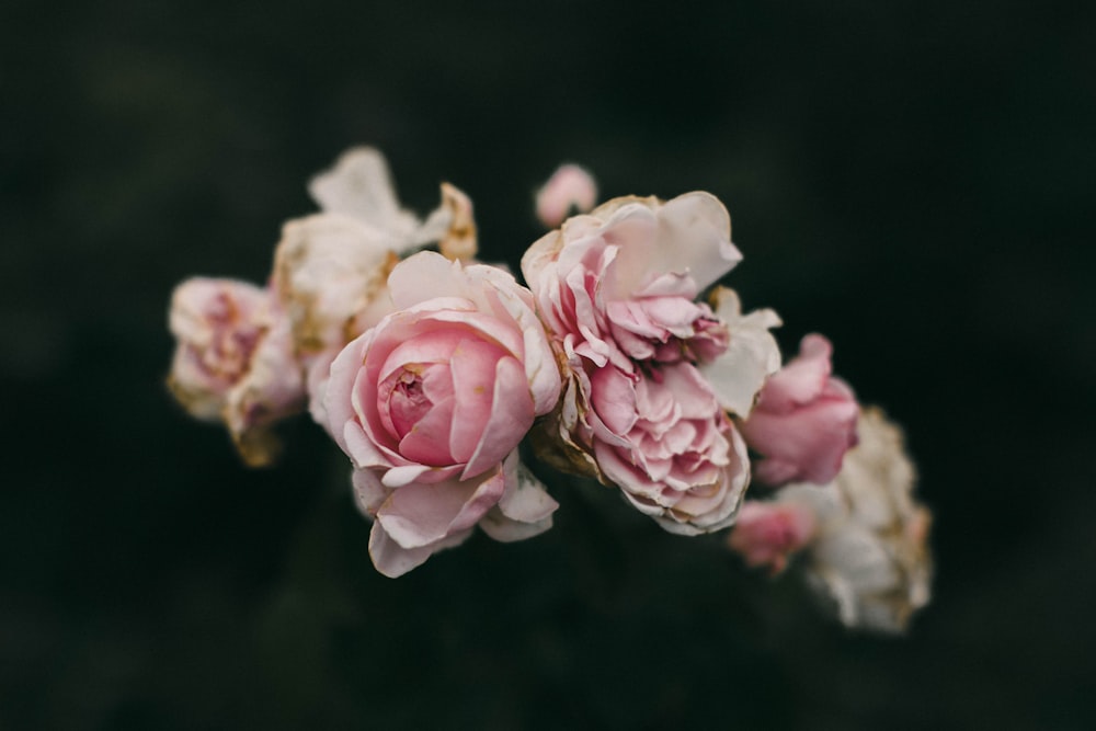 pink roses in bloom during daytime