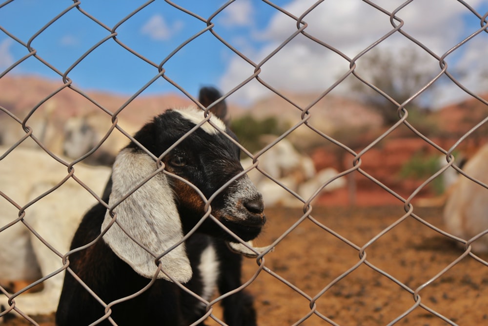 black and white cow behind gray metal fence