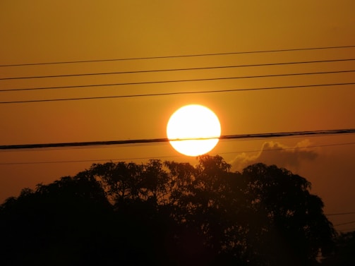 silhouette of trees during sunset