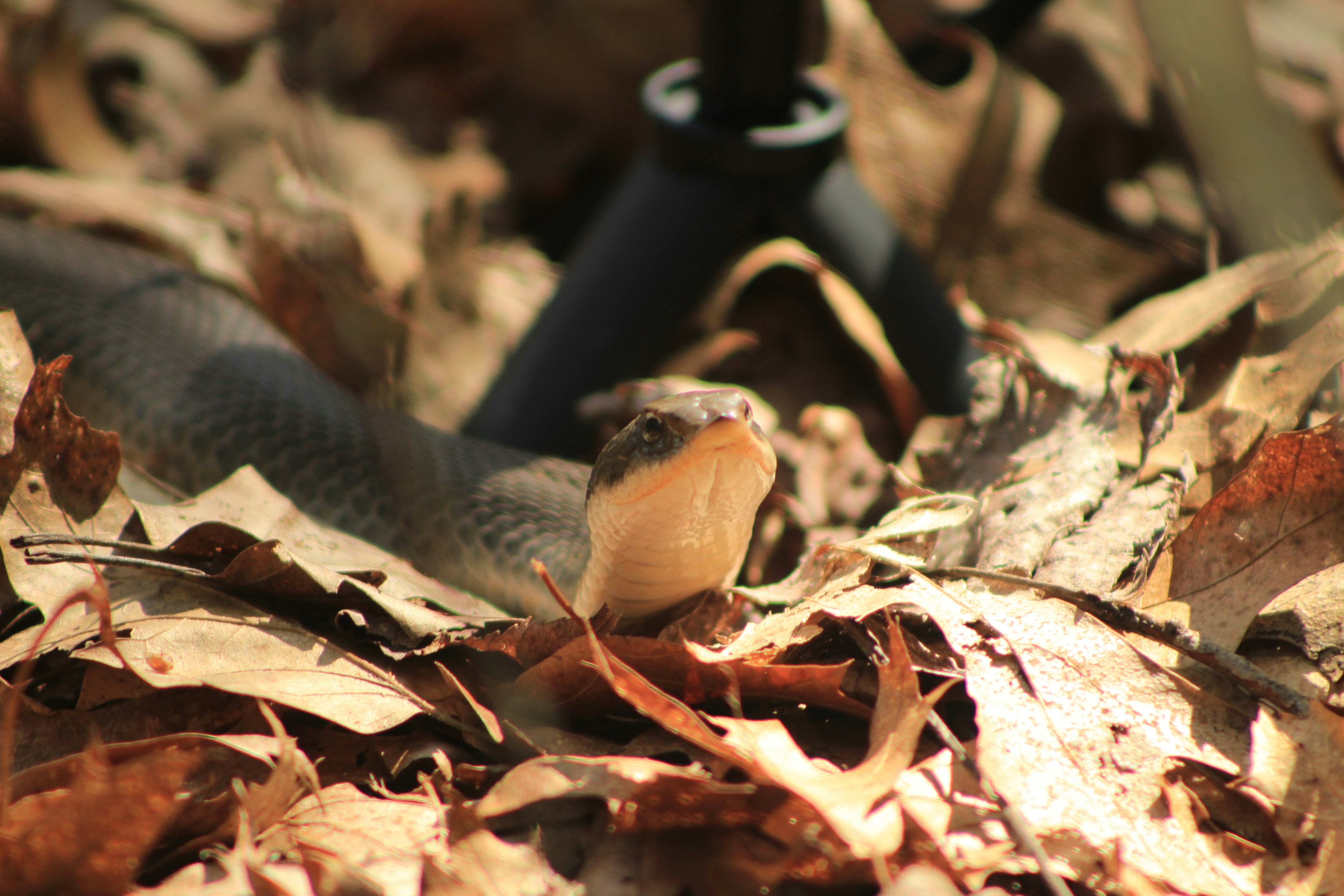 Queen Snake on autumn leaves in Huron Manistee National Forest in Michigan passing by photography tripod