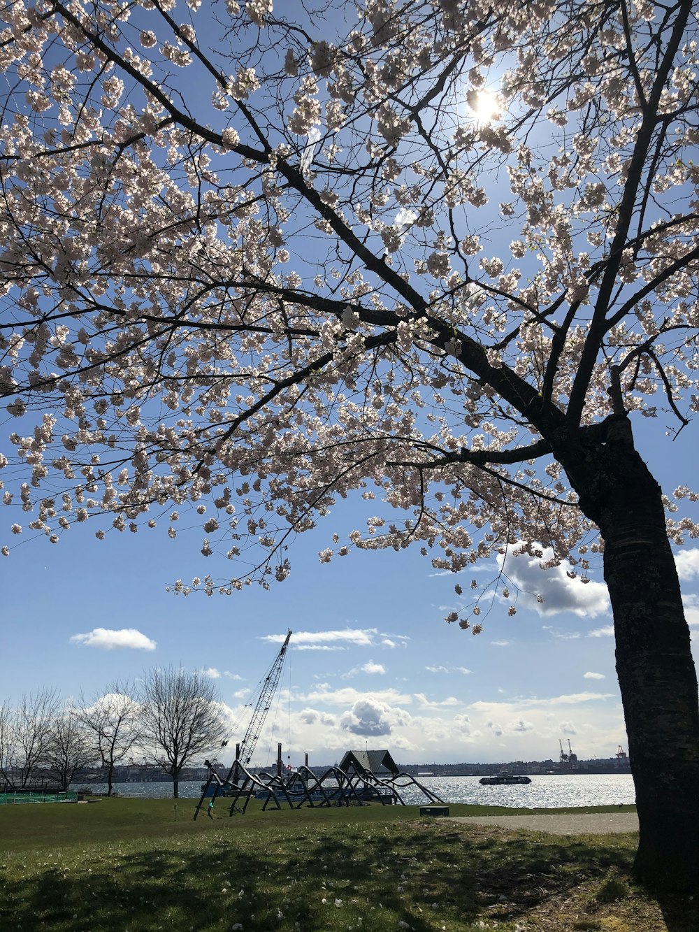 brown tree near body of water during daytime