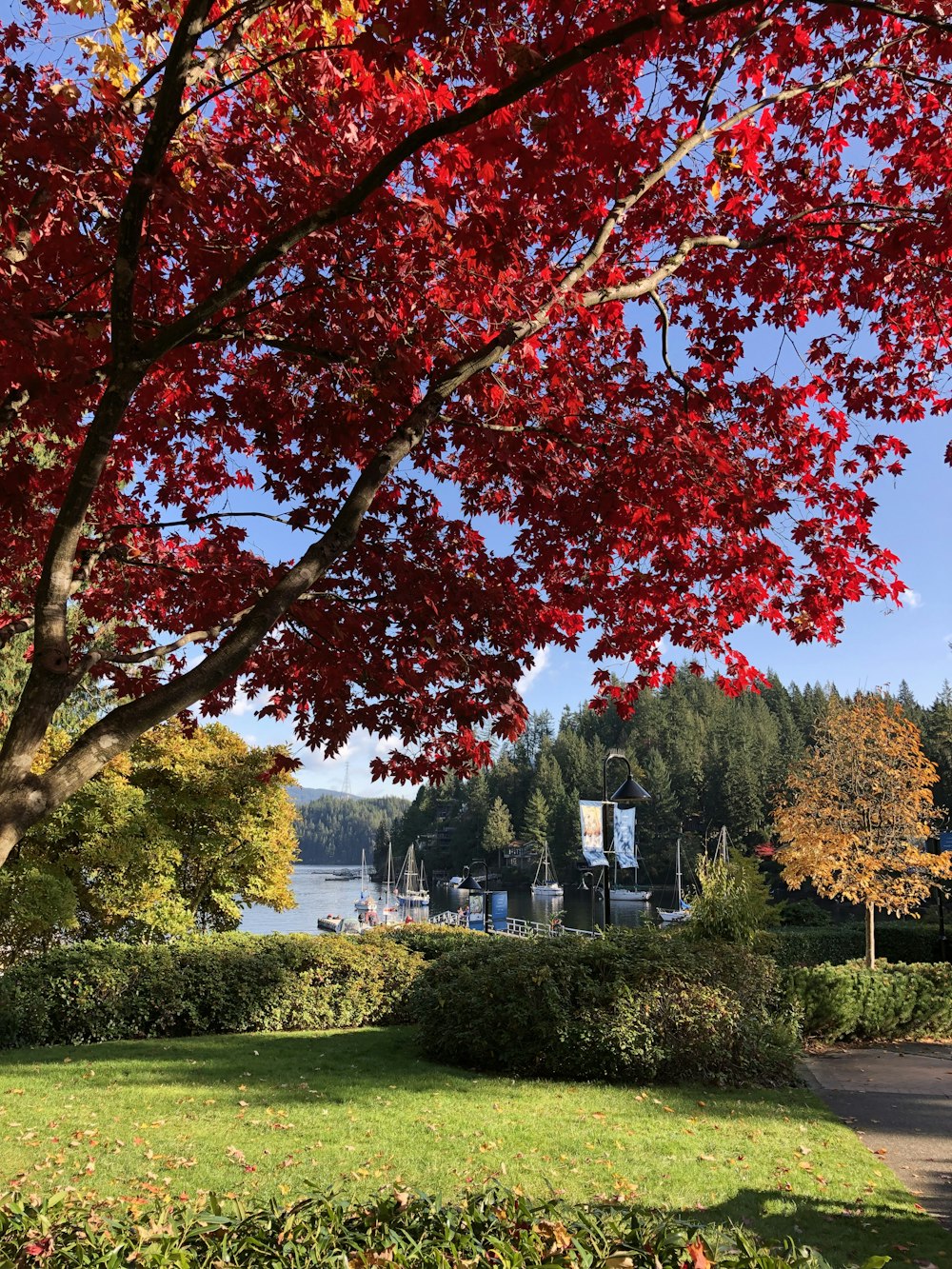 arbres à feuilles rouges et brunes près d’un plan d’eau pendant la journée