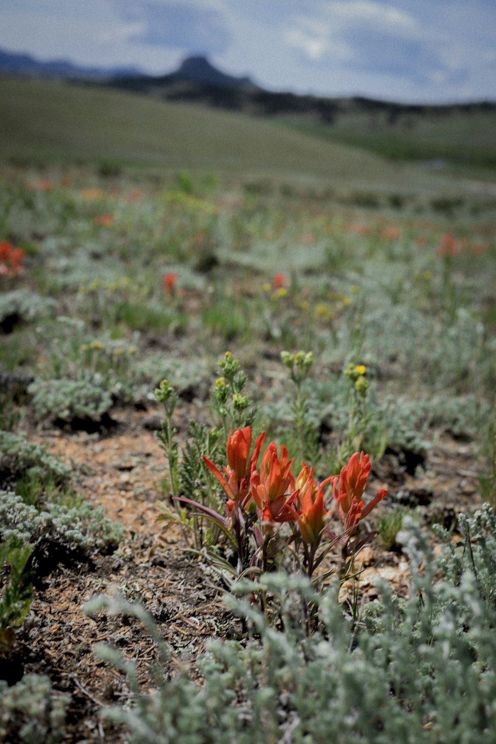 orange flowers on brown soil