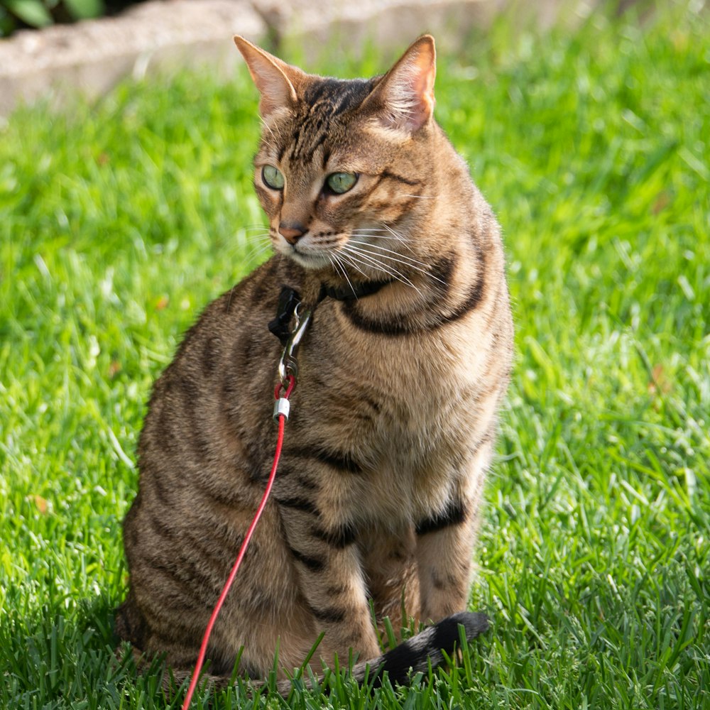 brown tabby cat on green grass during daytime