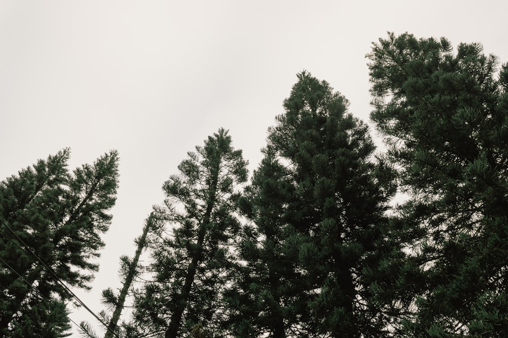 green trees under white sky during daytime