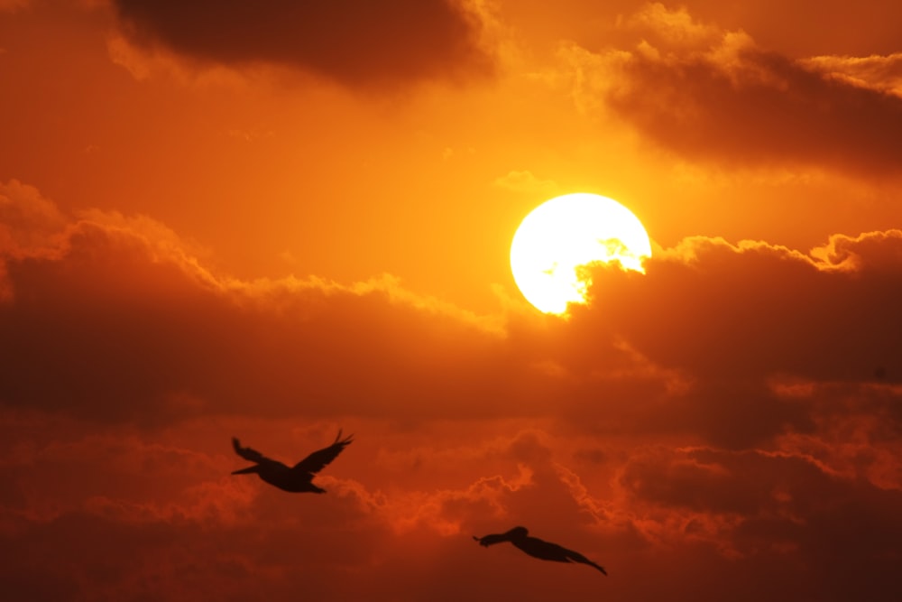 silhouette of birds flying during sunset