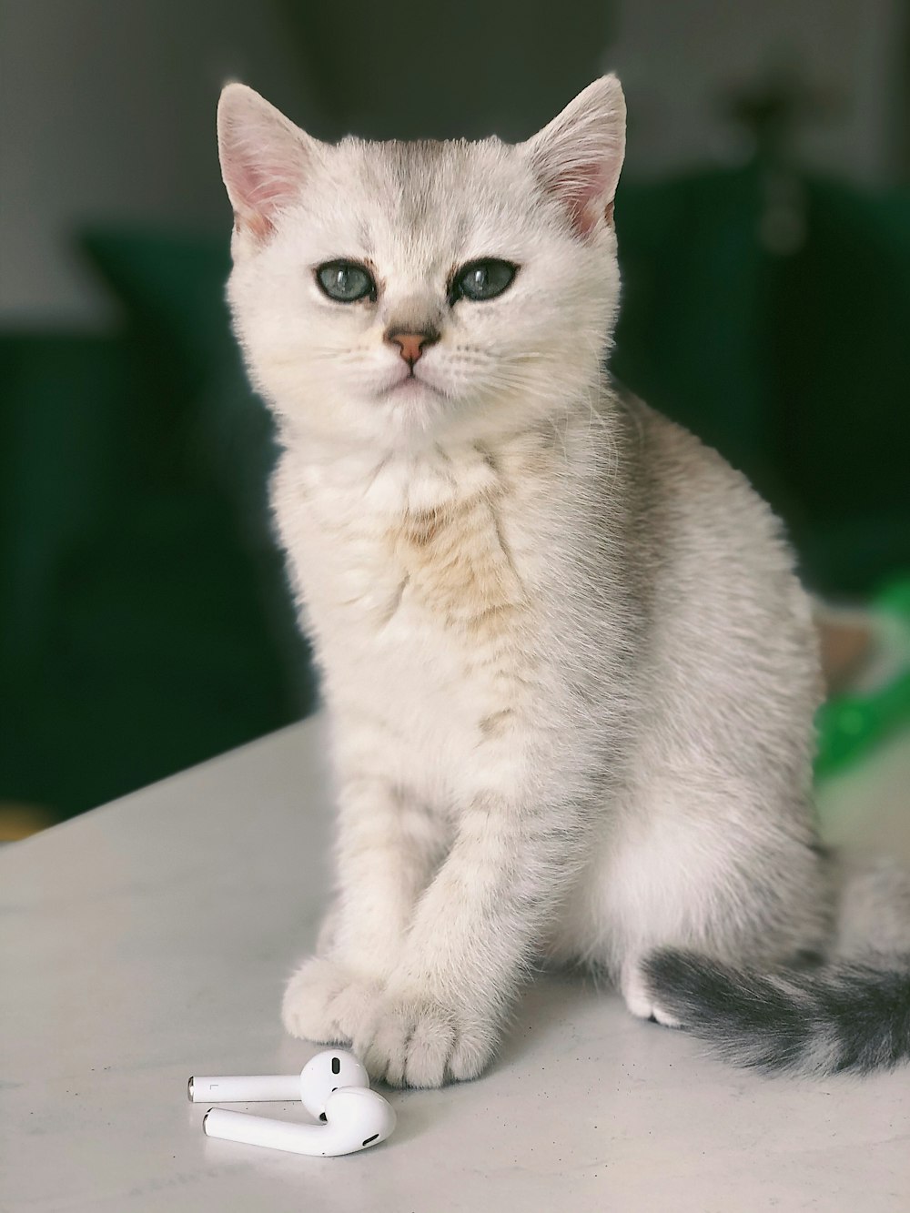 white cat on white table