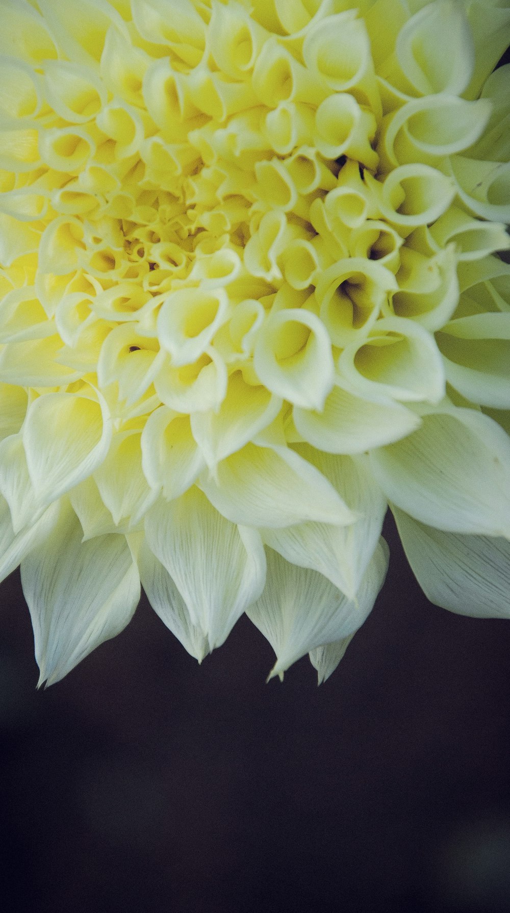 white and yellow flower in close up photography