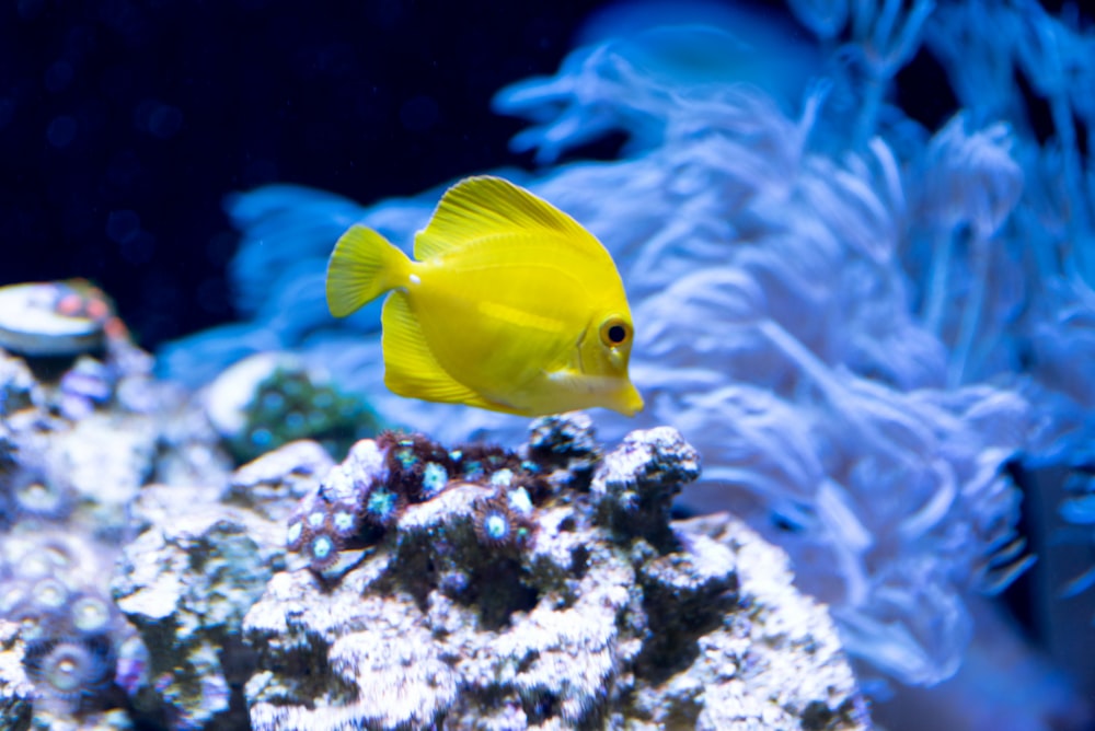 水槽の黄色い魚
