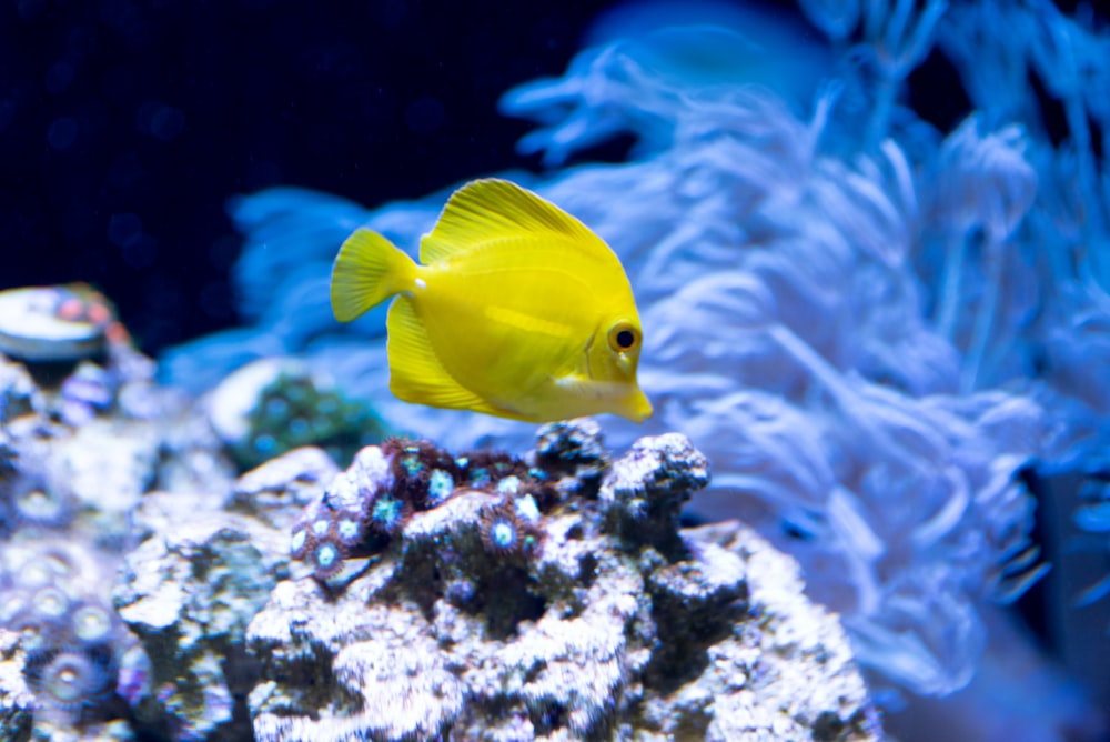 yellow fish in fish tank