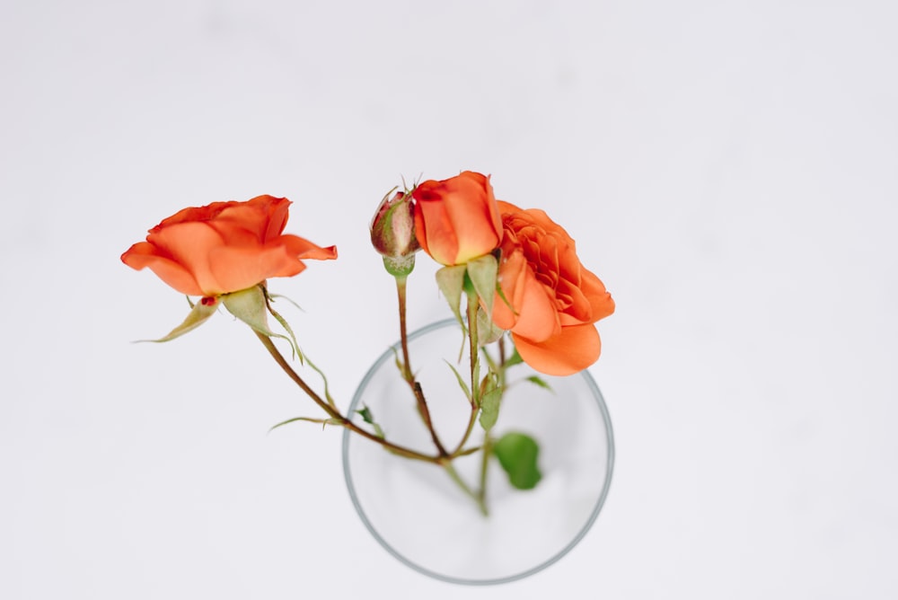 orange flower on clear glass vase