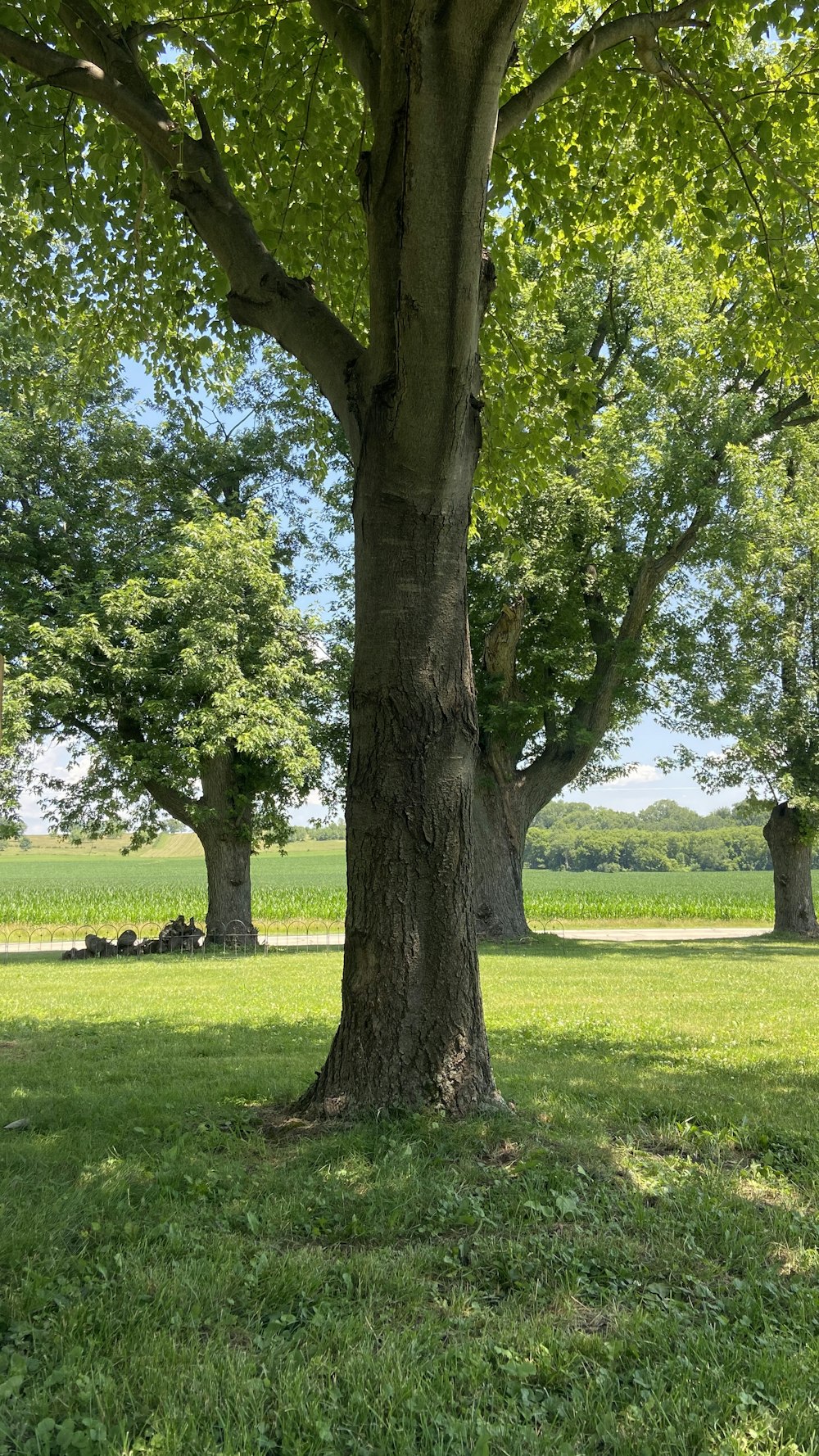 green grass field with trees during daytime