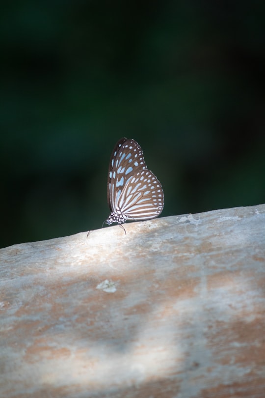 brown and white butterfly on brown wooden surface in Banda Aceh Indonesia