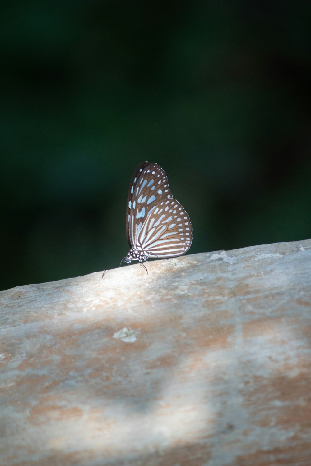 borboleta marrom e branca na superfície de madeira marrom