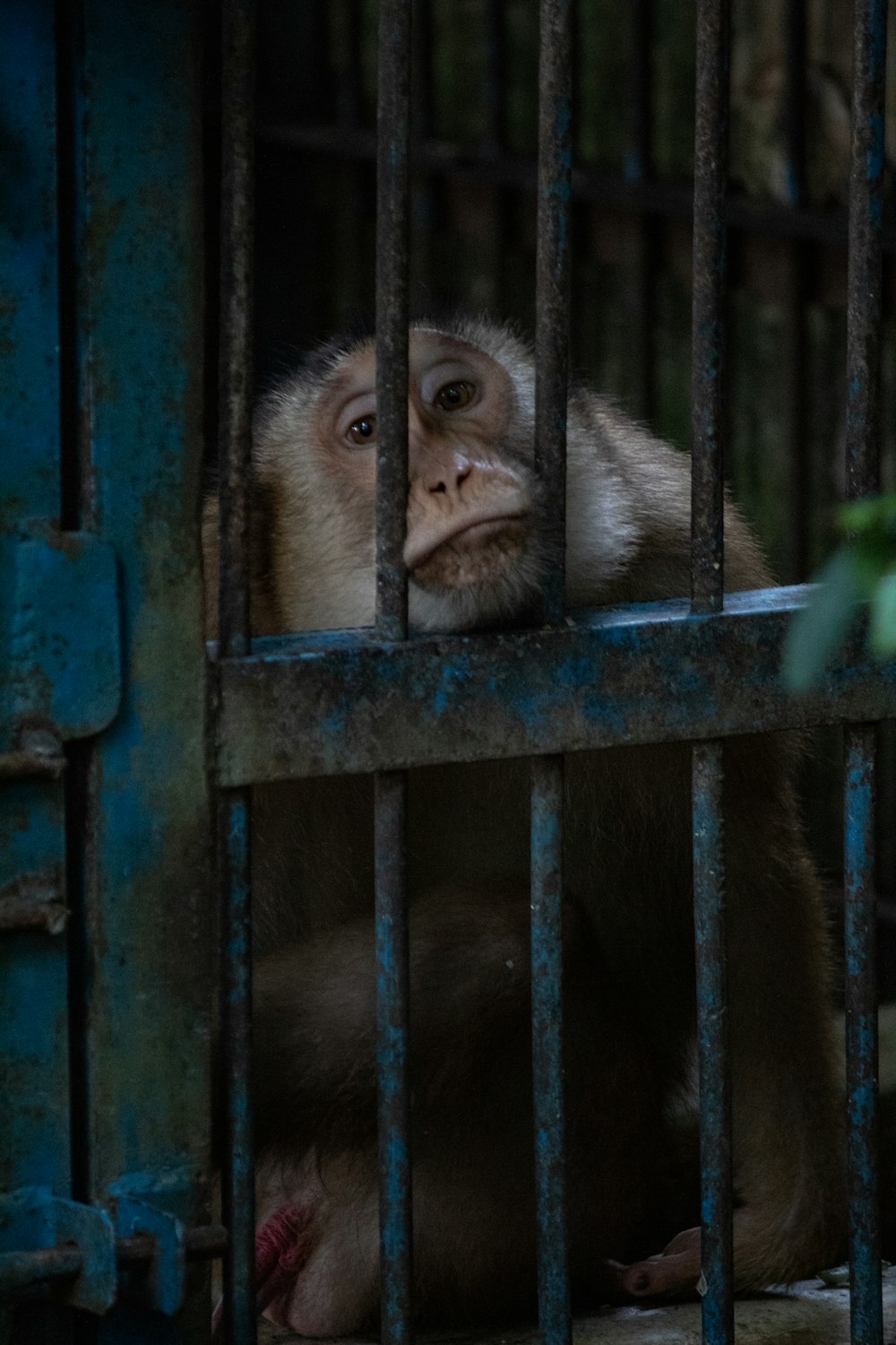 brown monkey on green metal fence