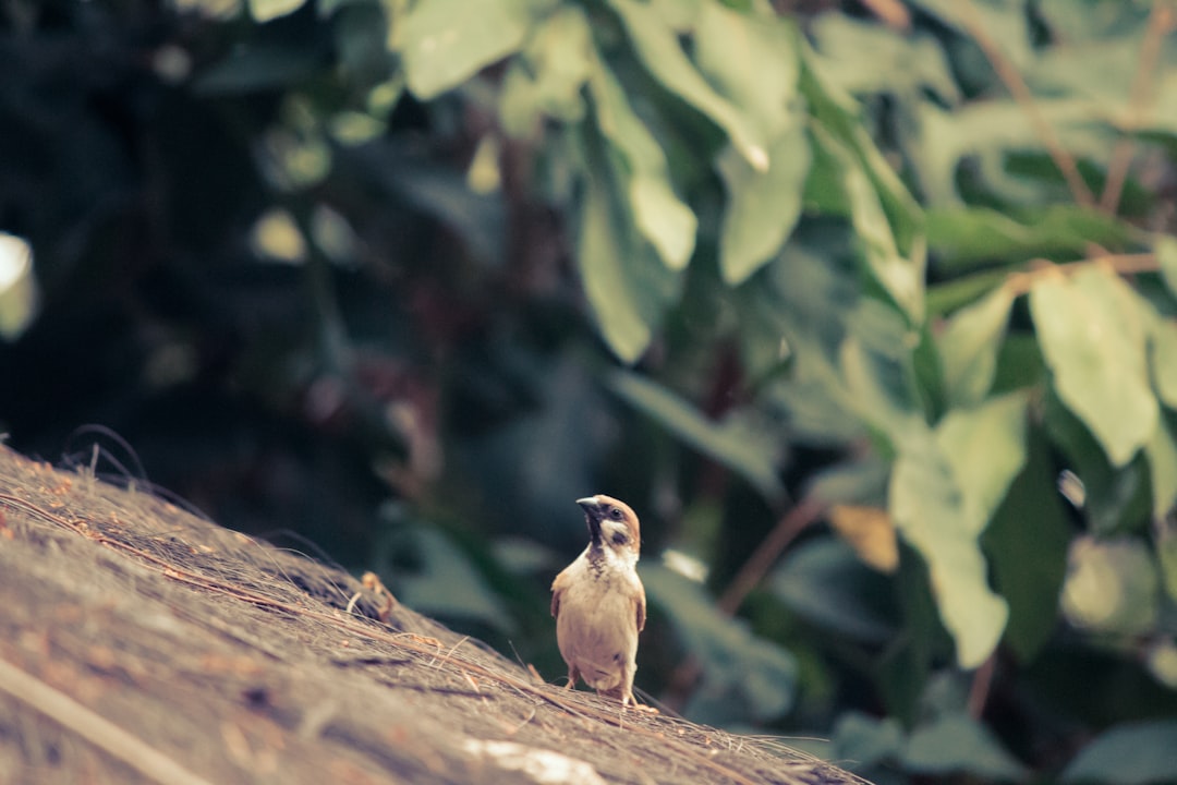 photo of Banda Aceh Wildlife near Masjid Raya Baiturrahman