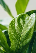 green leaf with water droplets
