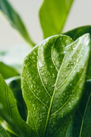 green leaf with water droplets