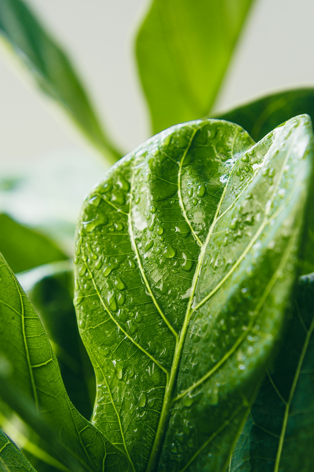 hoja verde con gotas de agua