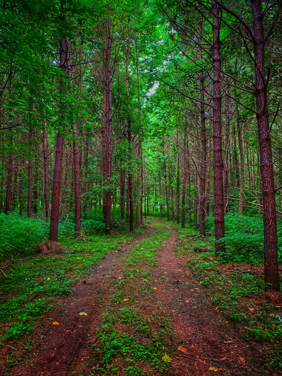 Forest photo spot 29661 Asheville