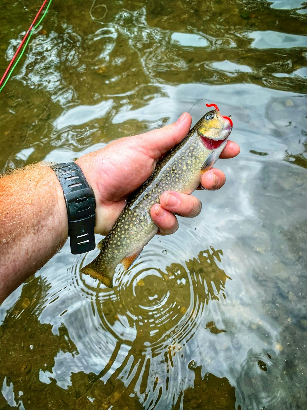 person holding brown and white fish