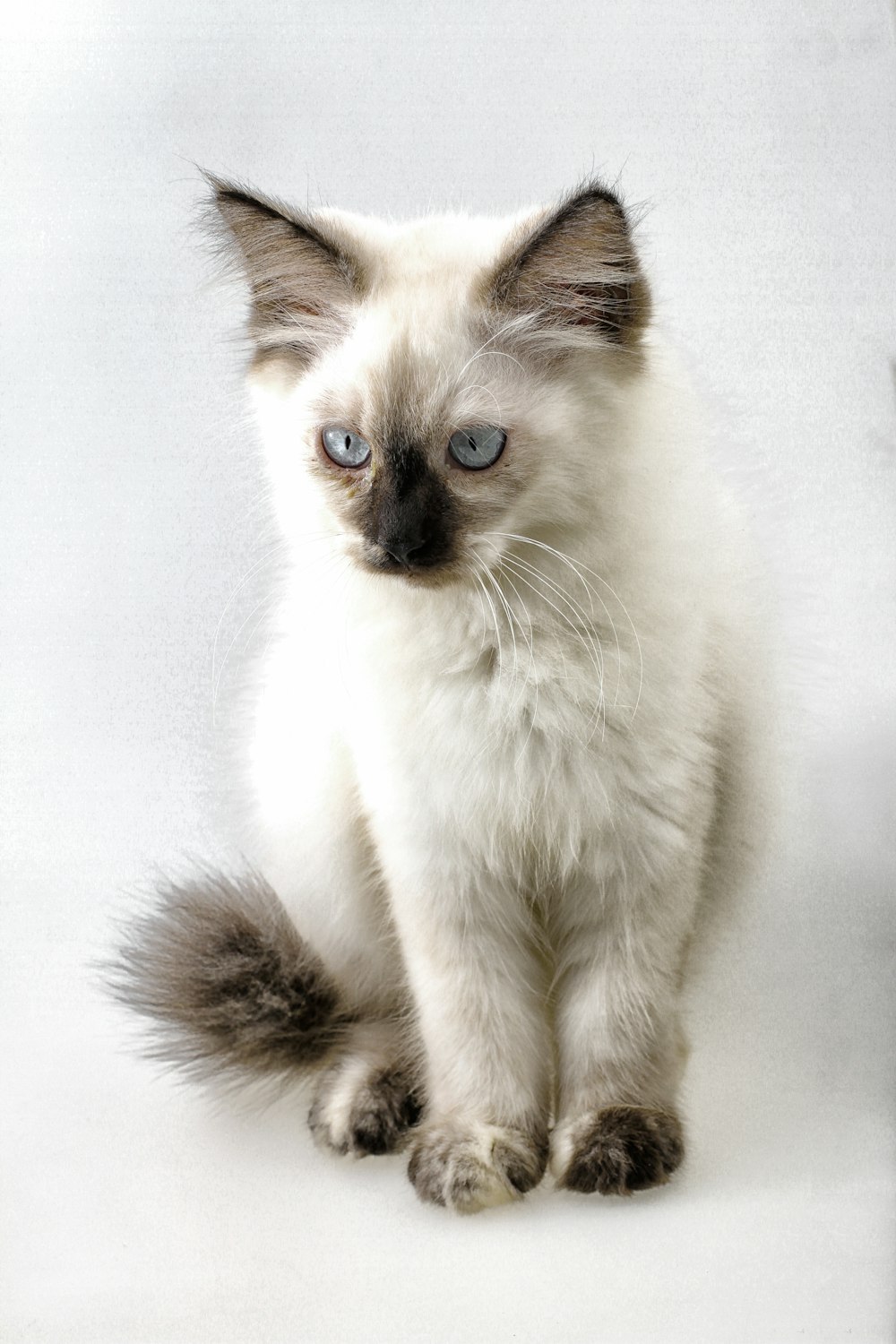 white and black long fur cat