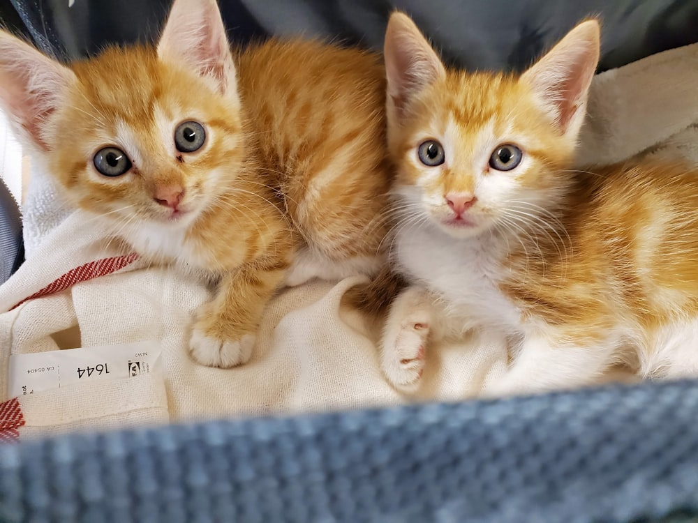 orange tabby kitten on white textile