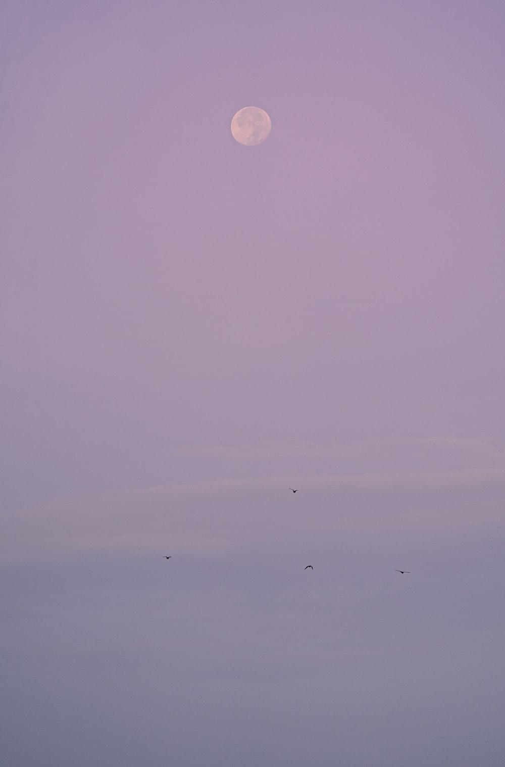 gouttelettes d’eau sur la surface violette