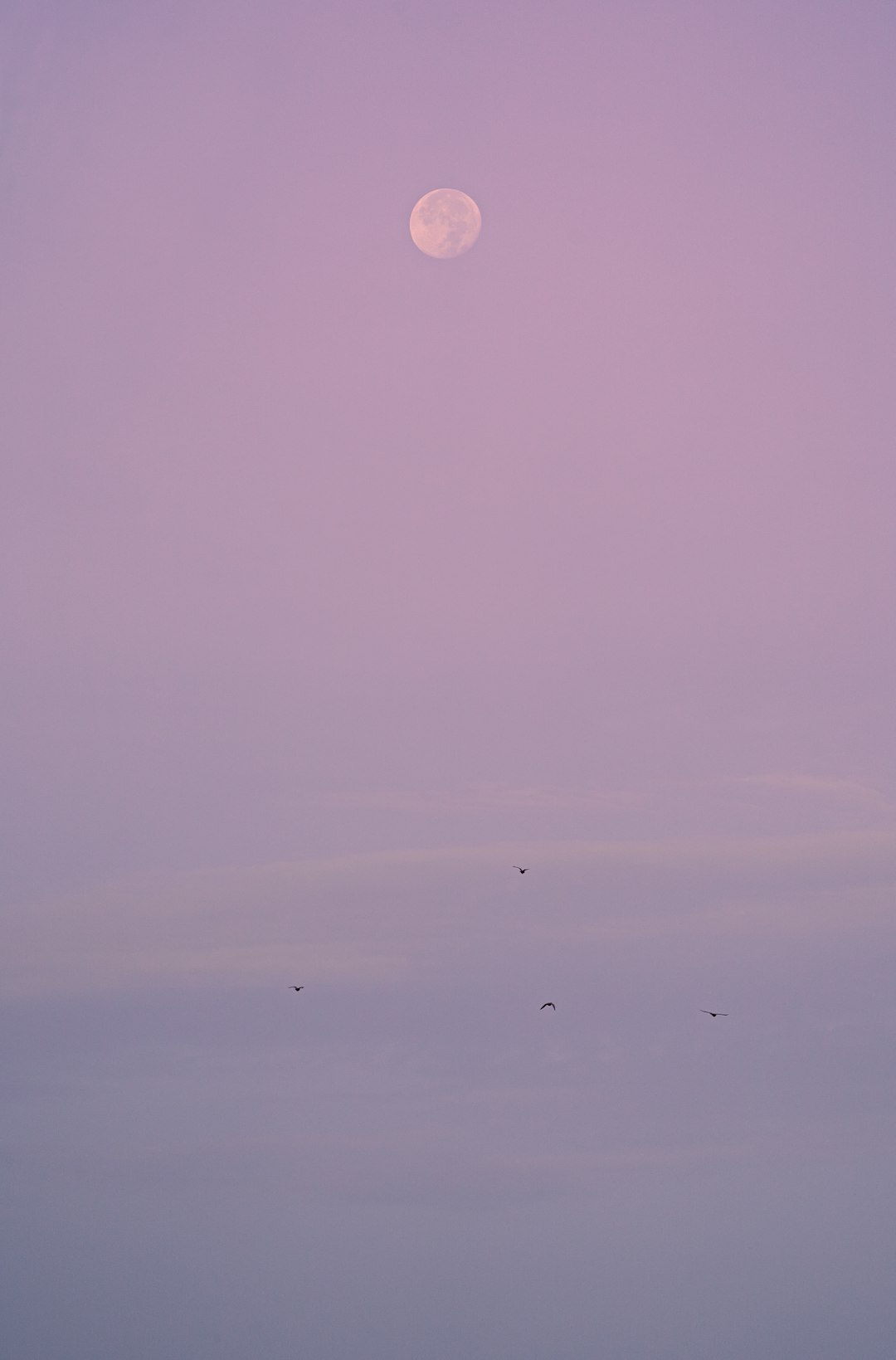 water droplets on purple surface