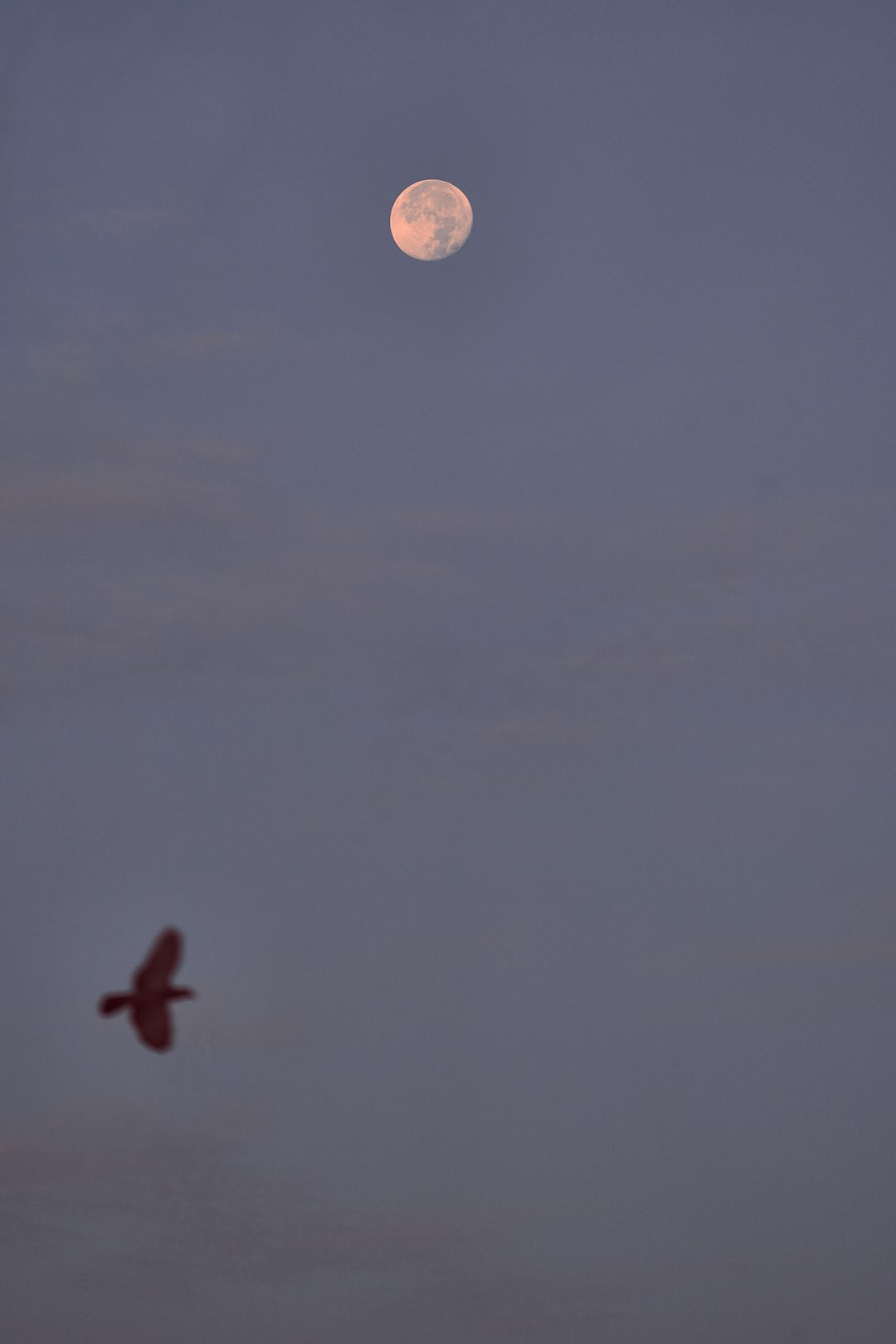 airplane flying in the sky during night time