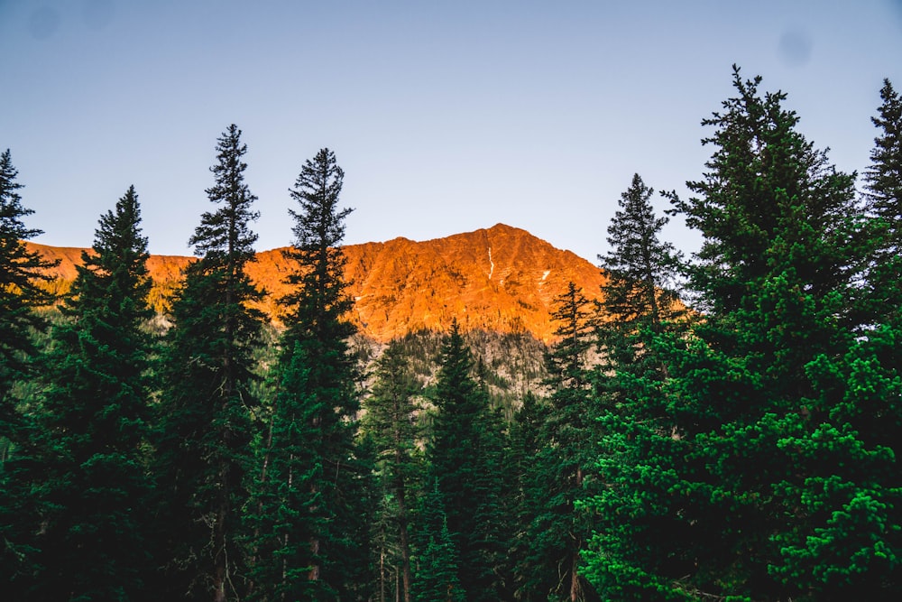 green pine trees near brown mountain during daytime