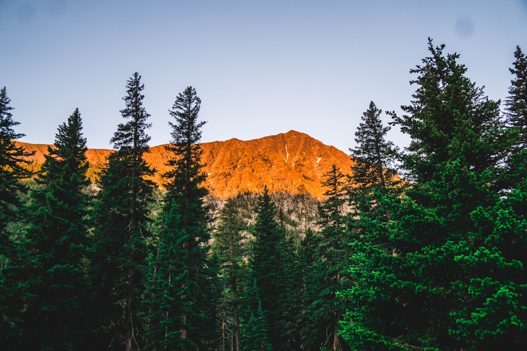 green pine trees near brown mountain during daytime