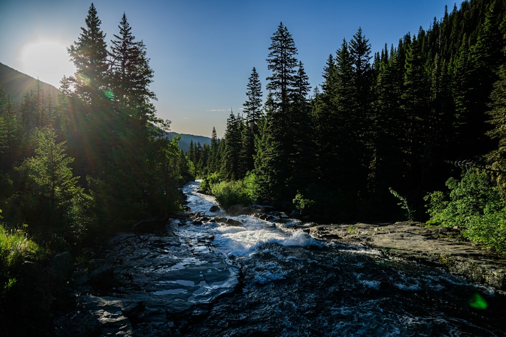 green trees beside river under blue sky during daytime