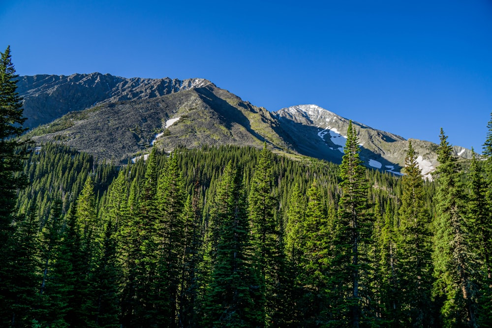 green pine trees near mountain under blue sky during daytime