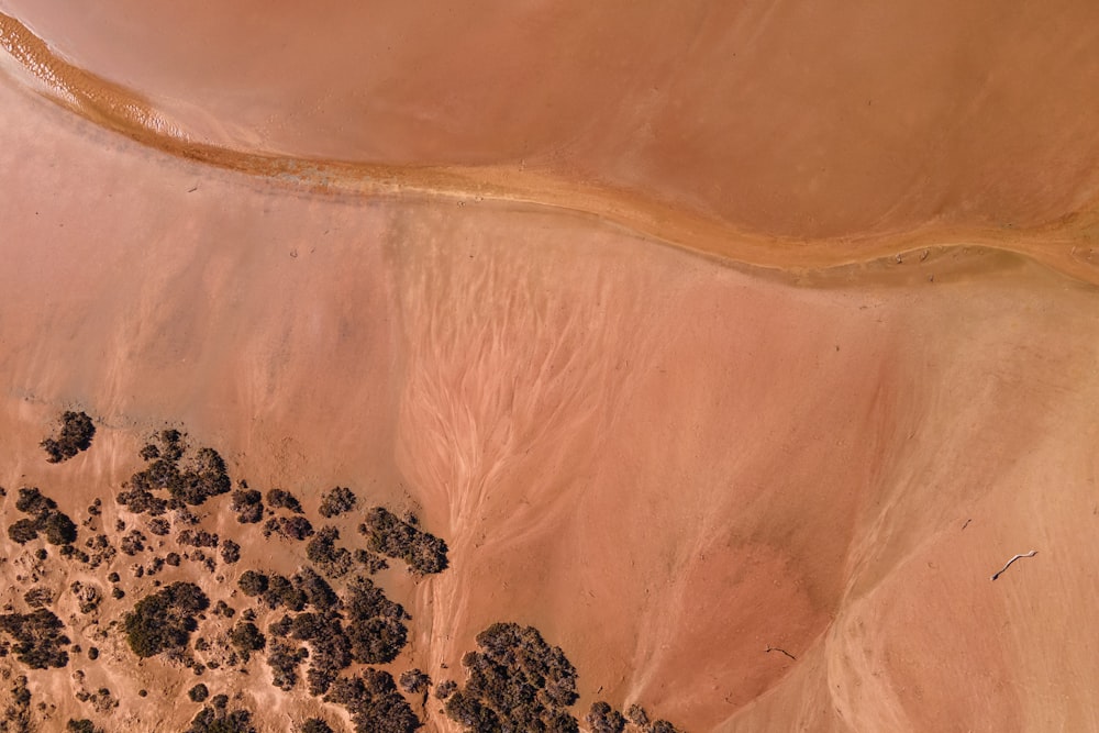 aerial view of trees and body of water