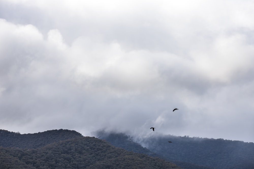 birds flying over the mountain