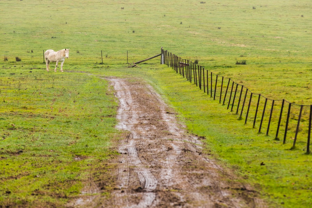 white cow on green grass field during daytime