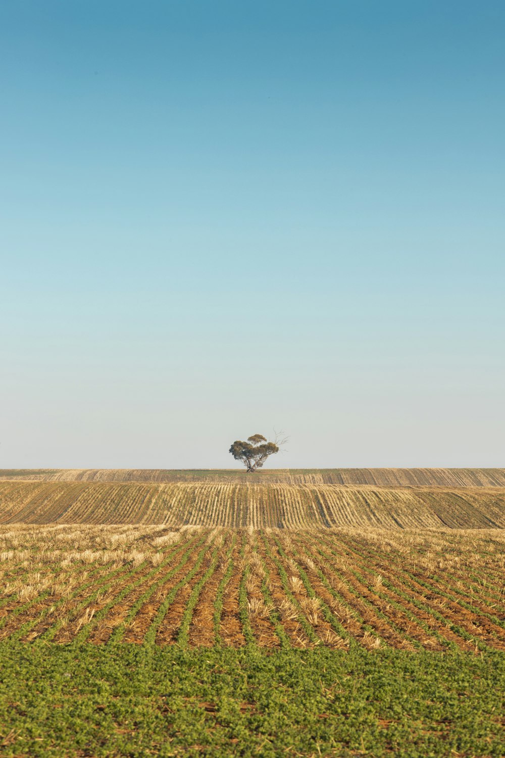 white and black bird flying over brown field during daytime