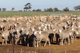 A large flock of sheep standing closely together in a fenced pasture with several trees and fields visible in the background. The sheep appear densely packed, and they have tags on their ears. The setting seems rural with a clear blue sky overhead.