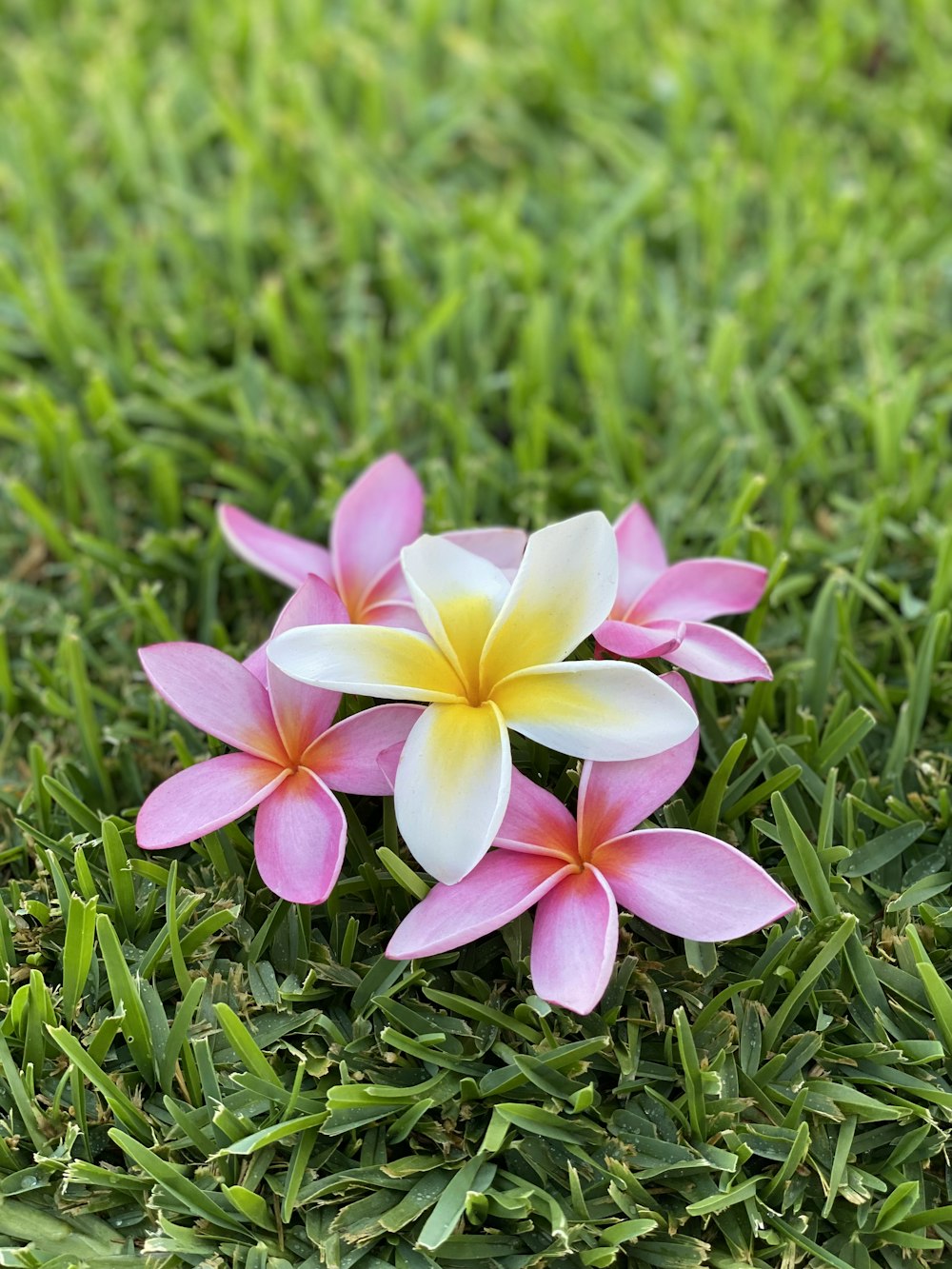 rosa und weiße Blume auf grünem Gras