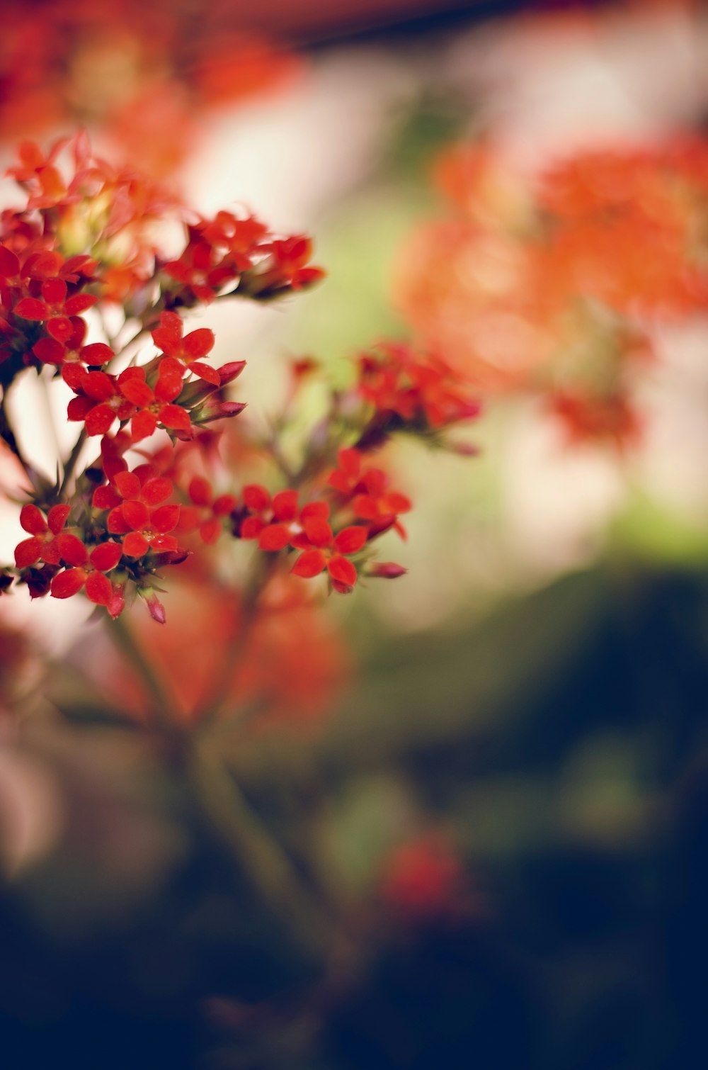 red and white flowers in tilt shift lens