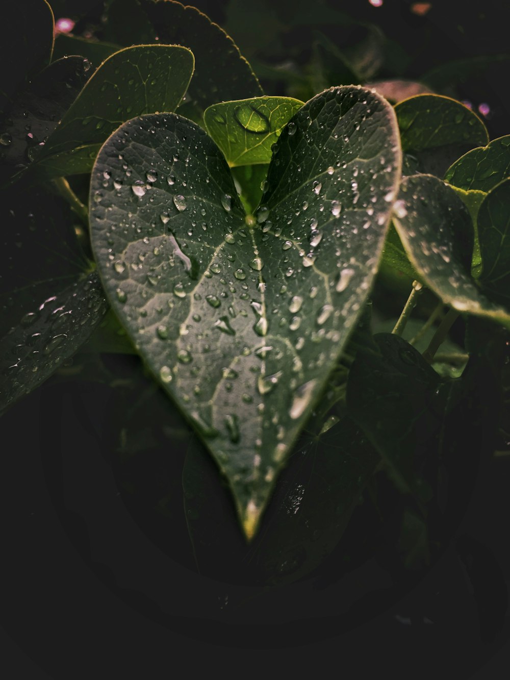 hojas verdes con gotas de agua