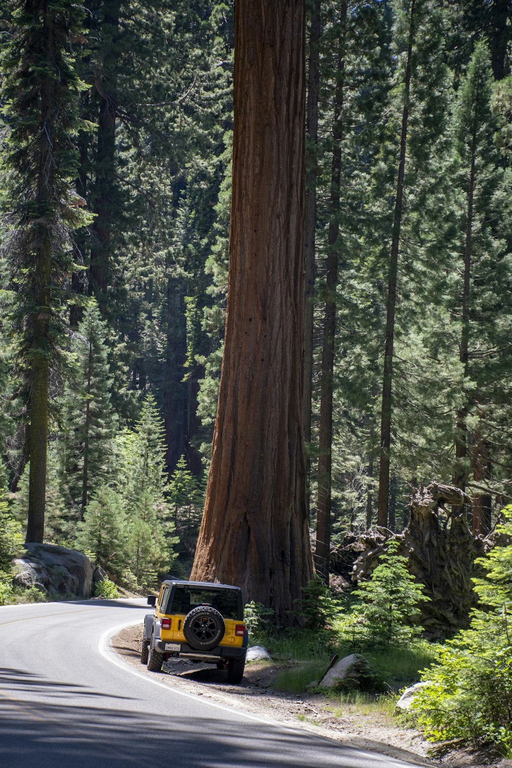 black car on road in between trees during daytime